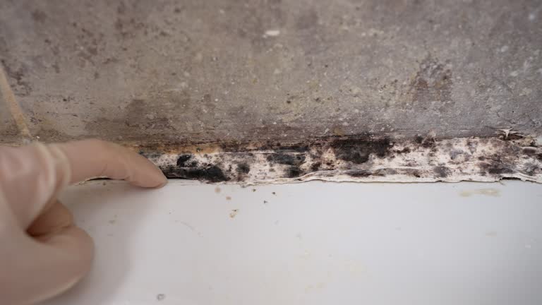 Forensic Mold Investigation in Lamar, SC